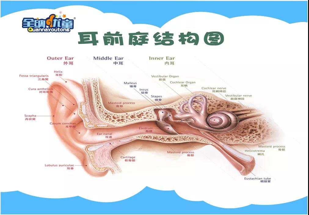 出现这些反应的主要原因是由于失重影响了人体内耳的前庭器官